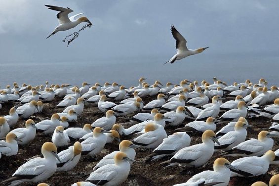 Gannet Safaris